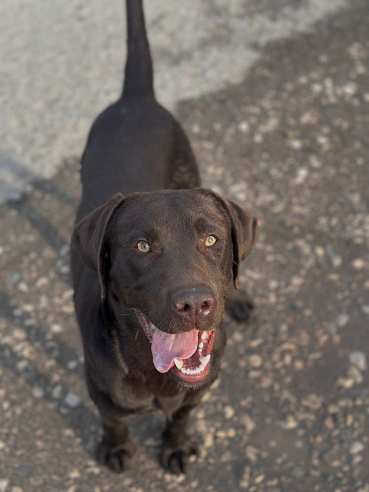 Продается лабрадор (шоколадный) кобель 2 года