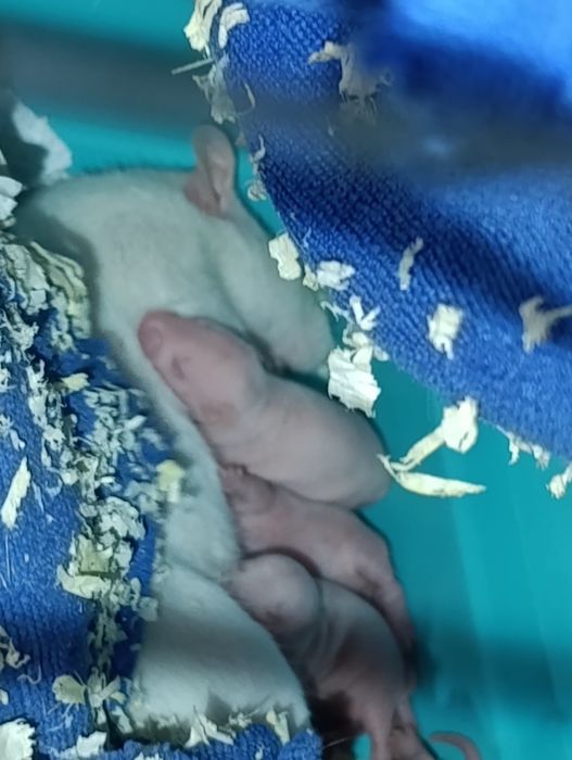 Лабораторные белые крысы