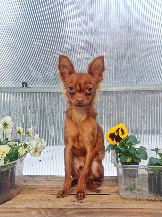 Щенок Русского Тоя.