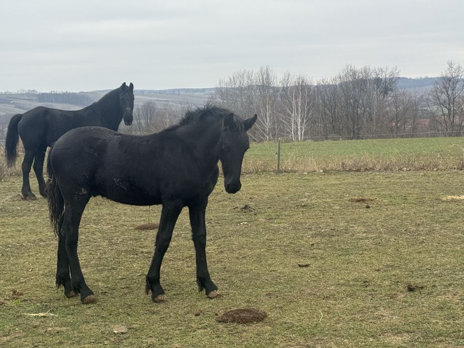 Vand un manz Friesian / Friz