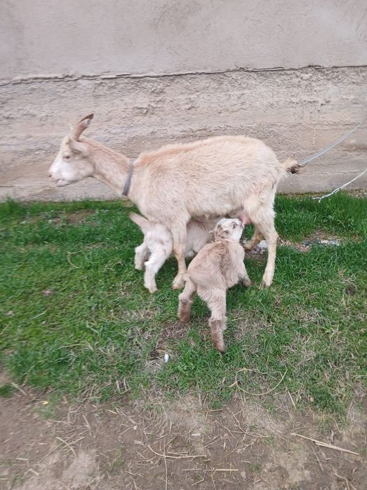 Альпийский саунды ешкі сатылады