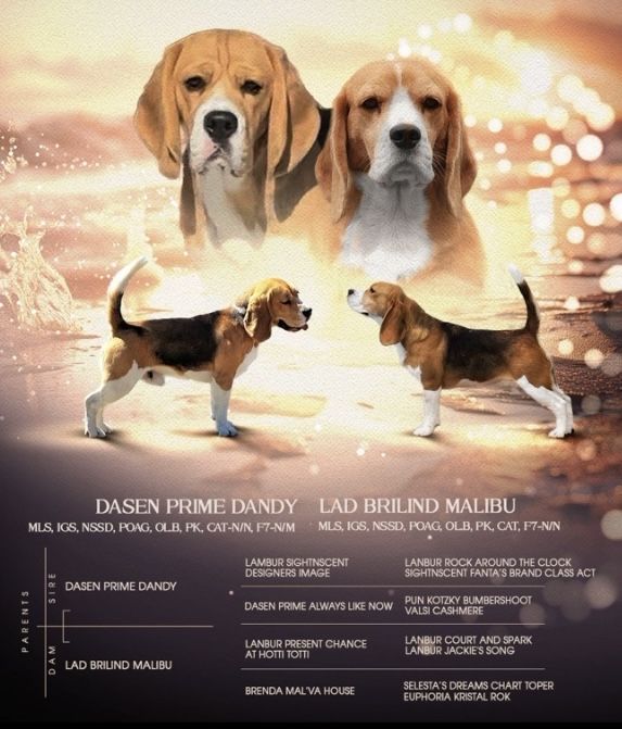 Щенок бигля, девочка.питомник, документы