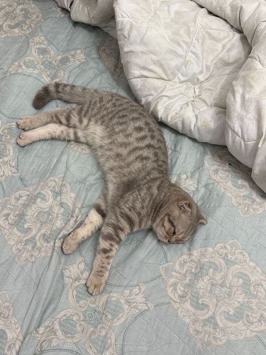 Продаем шотландского вислоухого (торг)