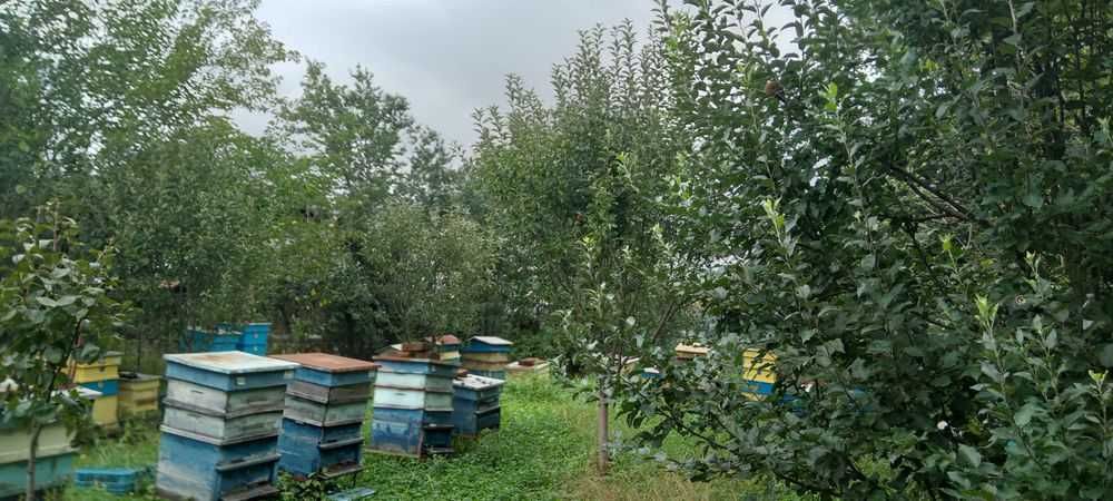 Продава се Парцел в с. Боровци, Област Монтана - 790 кв.м за 16 €/кв.м - Снимка #3