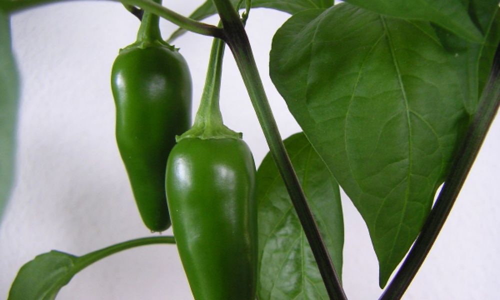 Семе , семена за най-люта чушка Халапеньо!
Една много рзпостранена и с