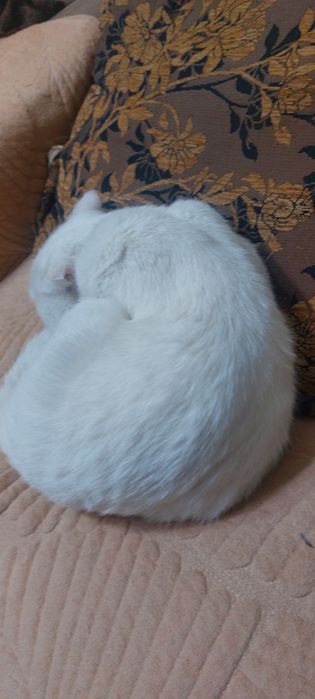 Кот шотландский скоттиш фолд