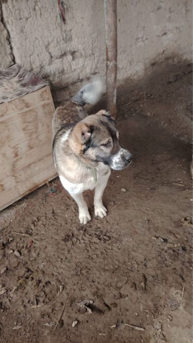 Алабай ит сатылады чемпион баласы Балчвикте тур ит