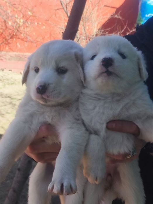 Alabay chalar 1 oylik