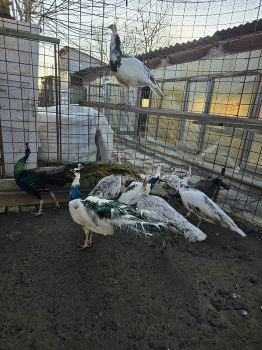 Vand pauni diferite varietati