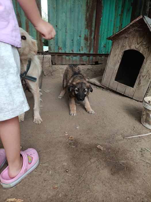 Отдам щенка в хорошие руки