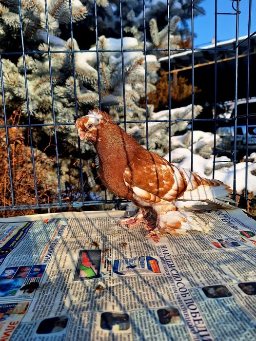 Продам голубку капканку