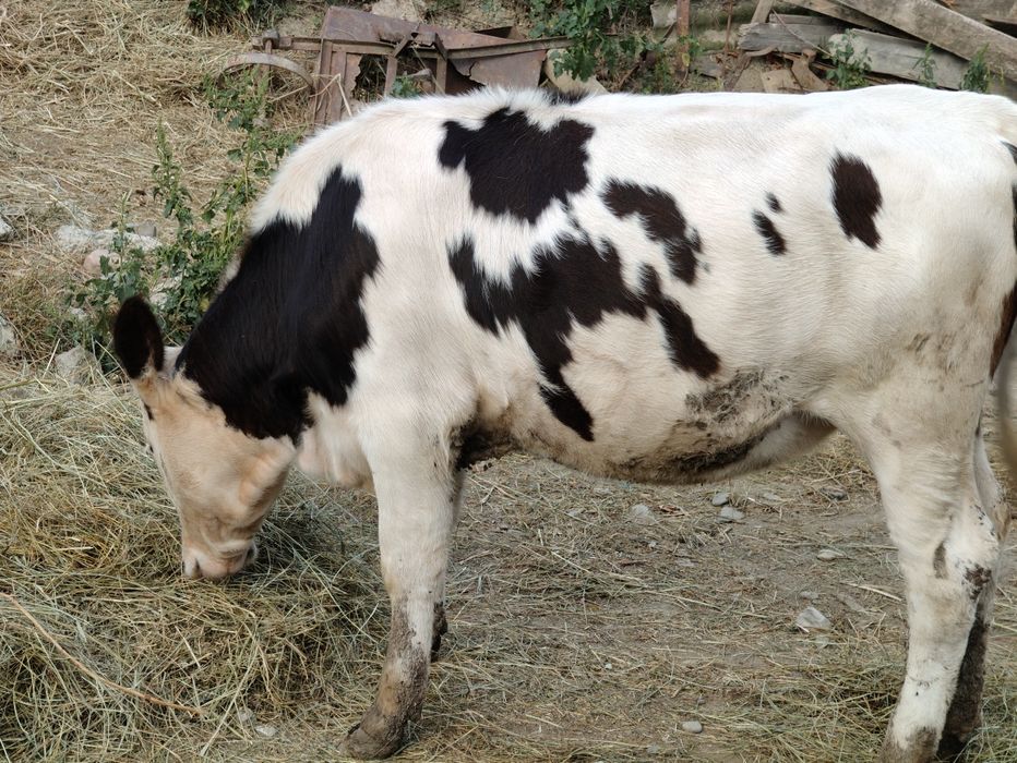 Vând vițică și tăuraș