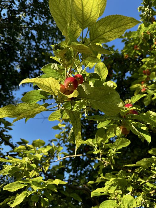 Продам дачу ПК Спутник