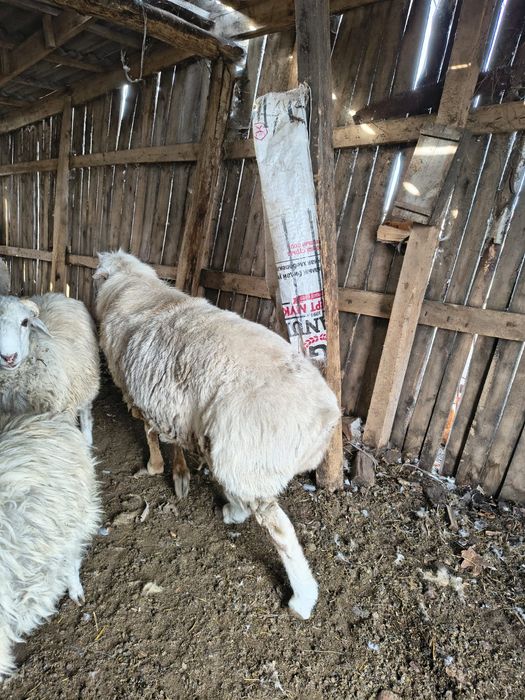Продам курдючного крупного барана