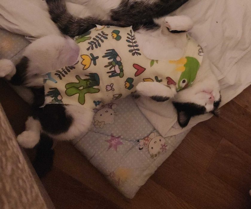 Отдам кошку в добрые руки