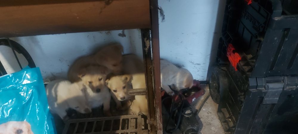 Подаряват се кученца