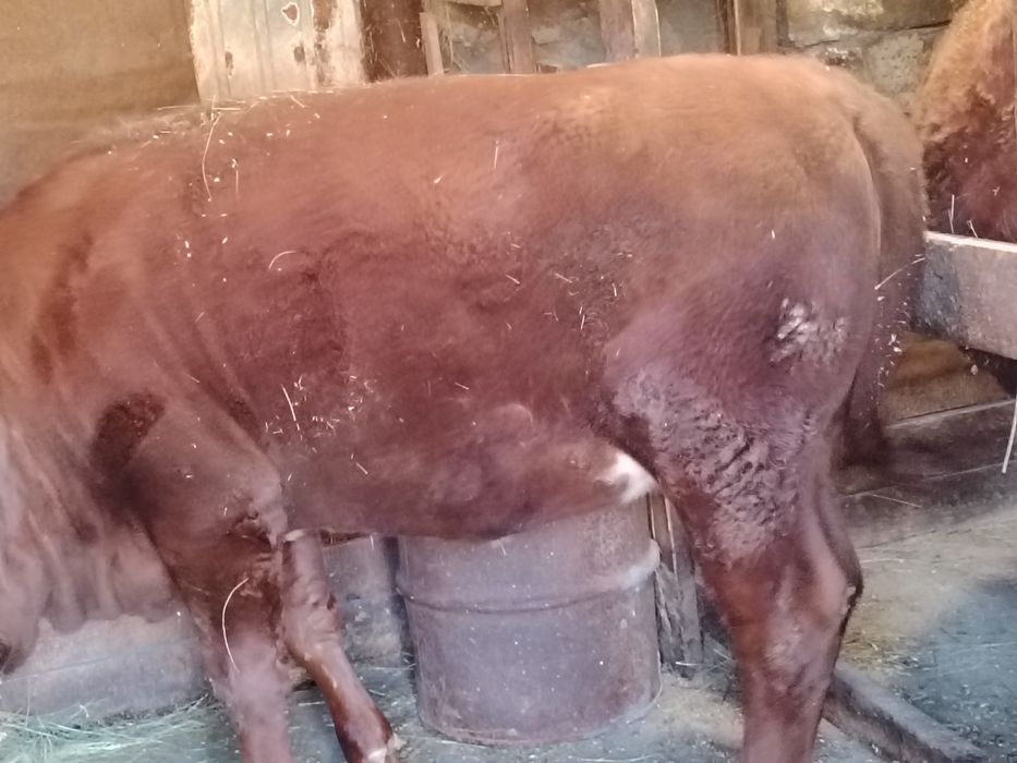 Продам годовалую тёлочку