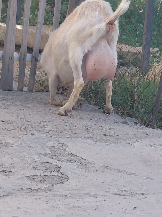 Ешкі.     .      .