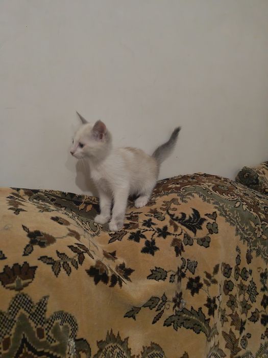 Лапотусеньки мои Принцессочки