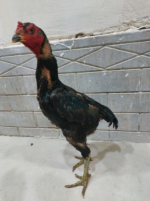 Ganoy dakan privaznoy