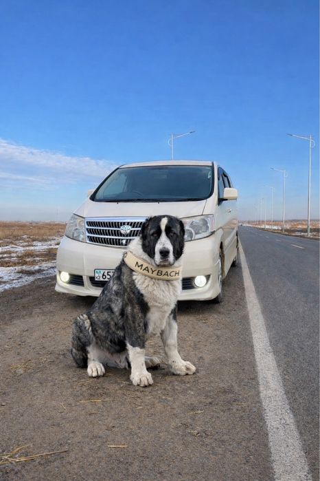 Кавказский волкодав сатылады