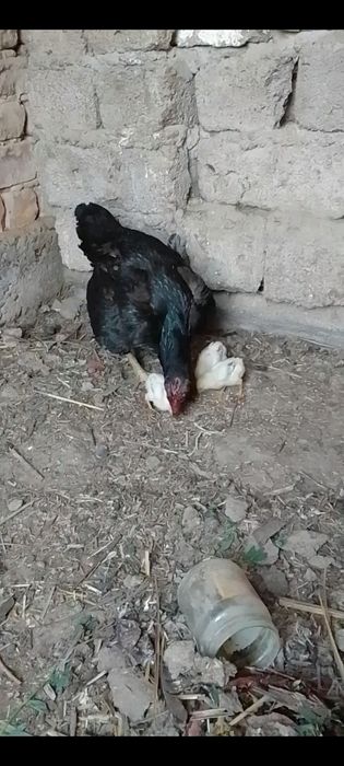 Dakan joʻjala sotiladi 1mln