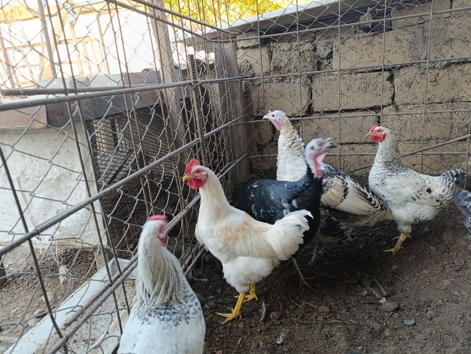 Xo'roz va tovuq sotiladi