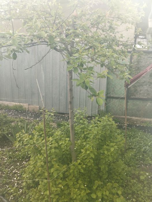 Побеги черемухи чёрной