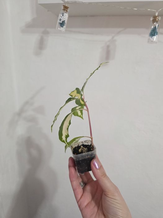 Продам отросток комнатного растения