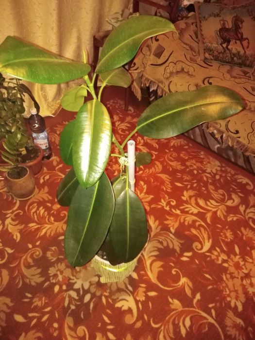 Цветы  рай. Мичурина