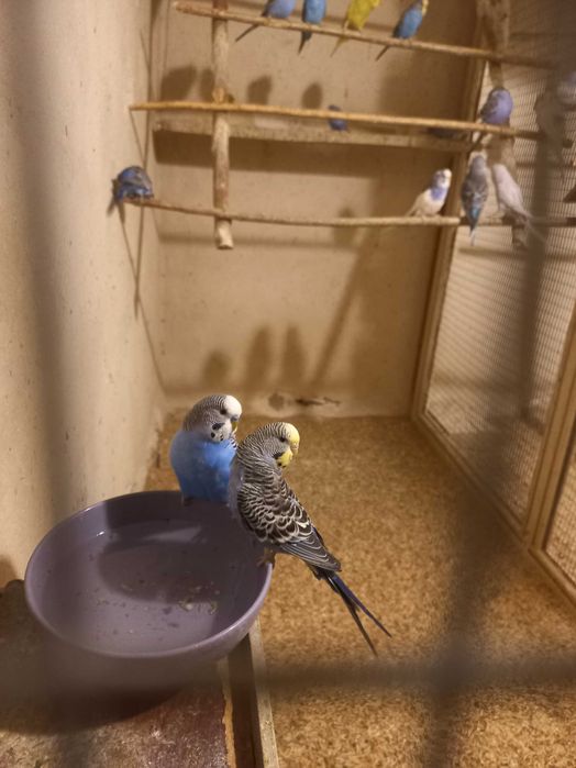 Vand perusi tineret si maturi