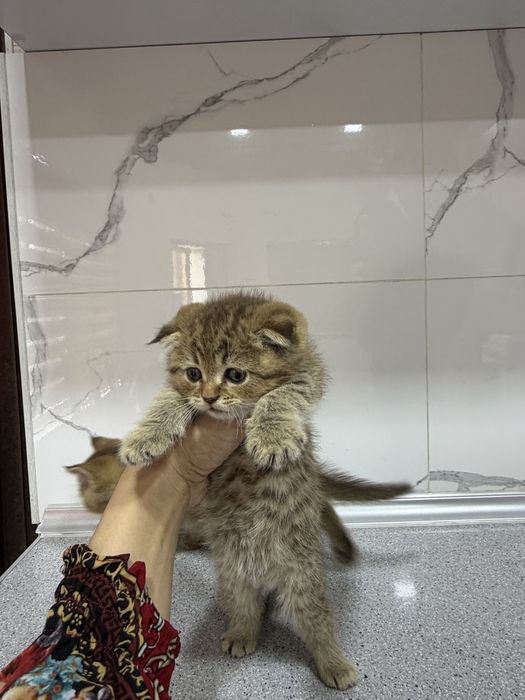 Zolataya shinshila toza nasl zot bollari