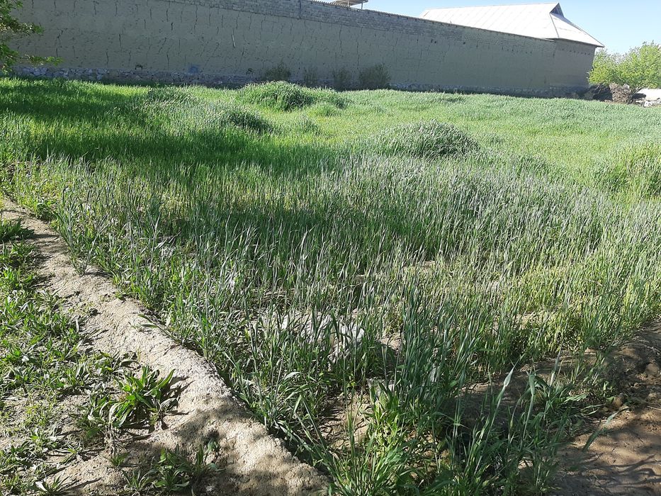 Uchastka yir sotiladi qurulish qilinmagan 12 sutk. Sutigi 20 million