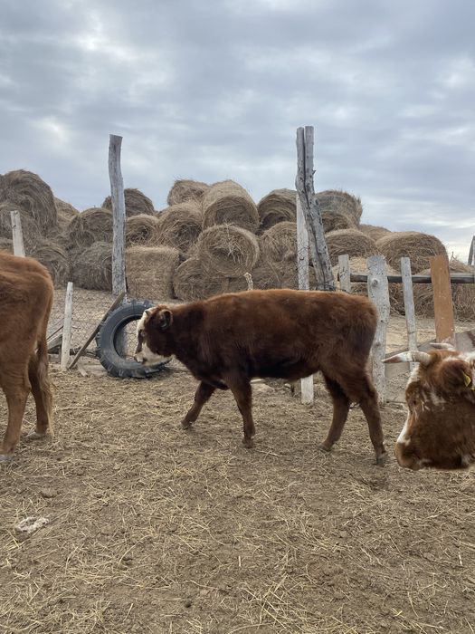 еркек баспактар сатылады