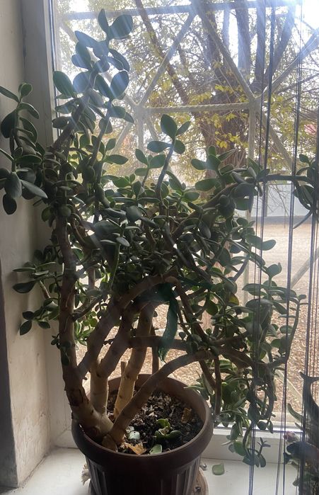 Продам денежное дерево