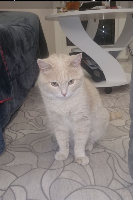 Персик ищет мампап. Доставлю!