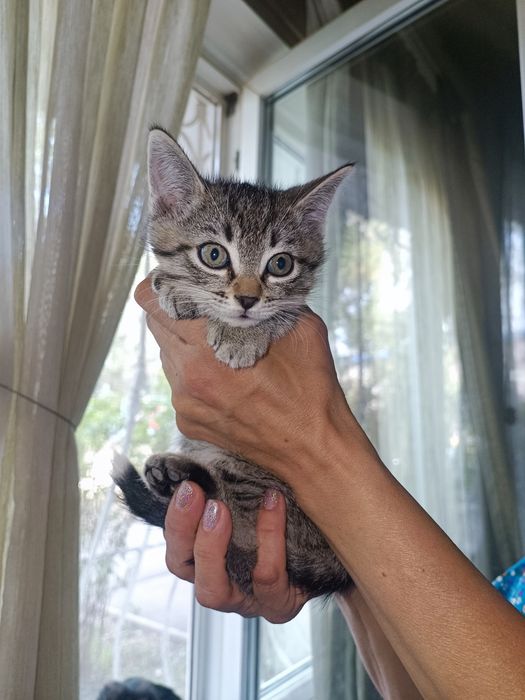 Котята 2 месяца, милые, ласковые