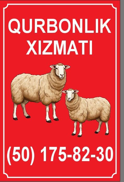 Qurbonlik uchun qoylar bor
