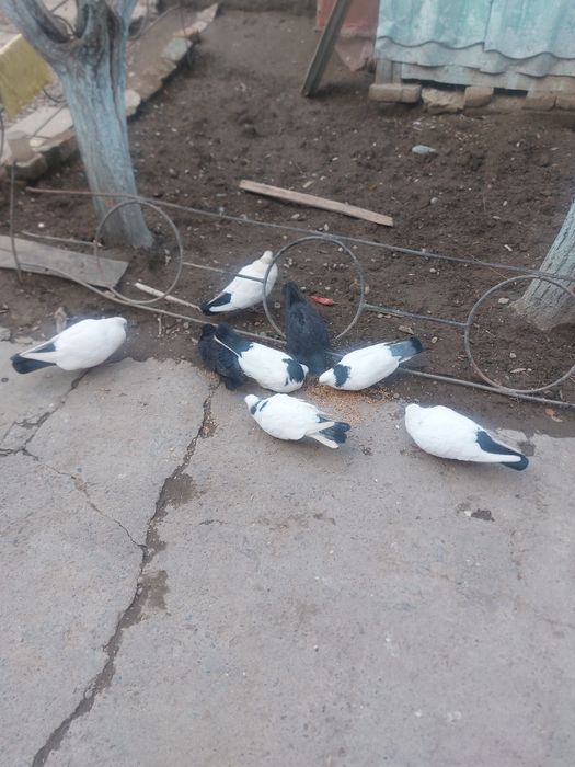 Каптар сотилади учади уйниди жук бор пара чубатин абризной бор шаливий