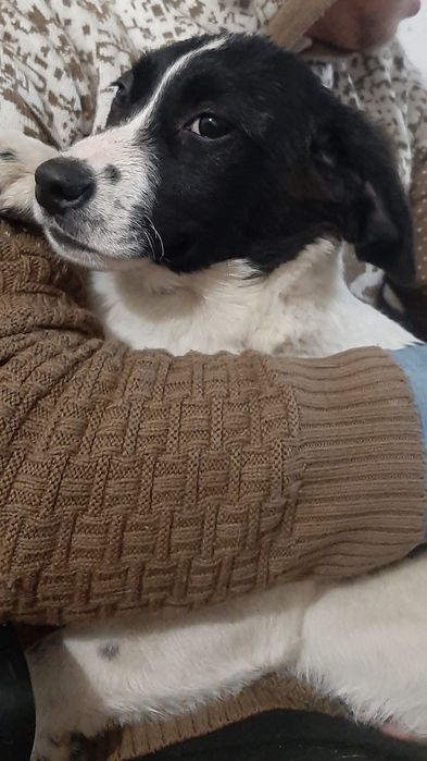 Отдам щенков только в добрые руки.