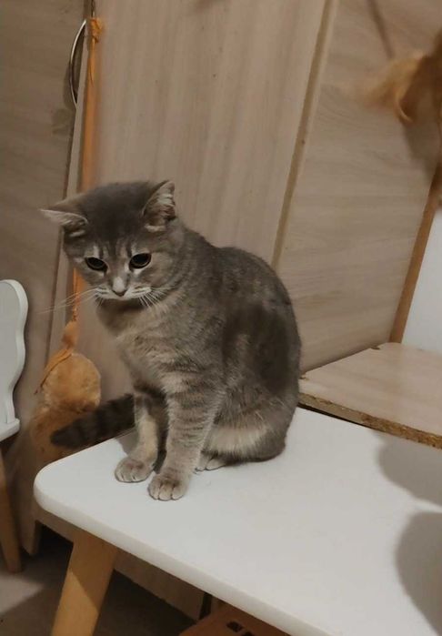 Милая кошечка ищет дом