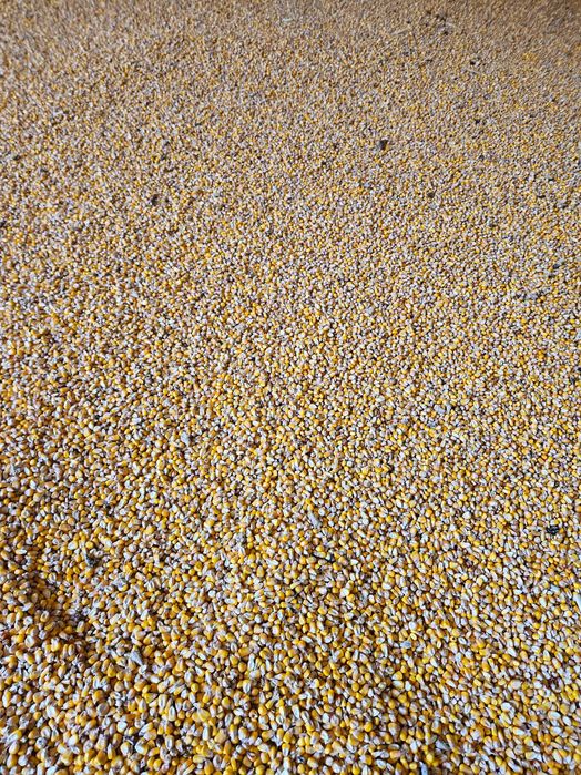 Vând porumb producție 2025