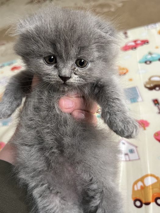 Продам котята родились 7 марта