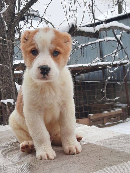 Щенки САО Алабай