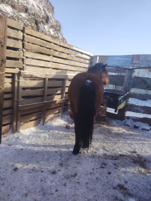 Продается жеребец г. Семей