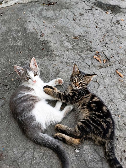 Котята ищут любящий дом — отдам в добрые руки