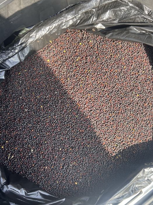 Рапс хорошего качества на экспорт монитроинг