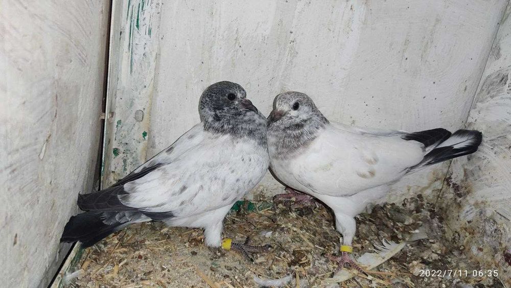 ИНДОПАКИСТАНСКИЕ Высоко-долголётные игровые ГОЛУБИ