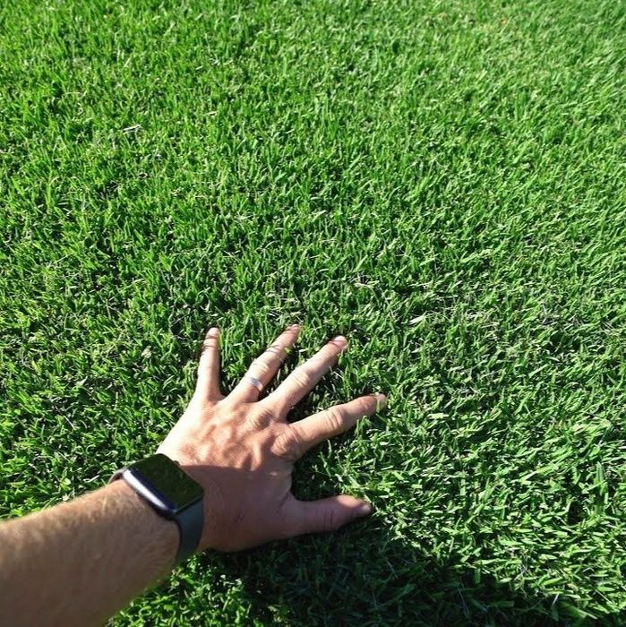 Urug'li va rulonli gazonlar sifati a'lo Optom narxda