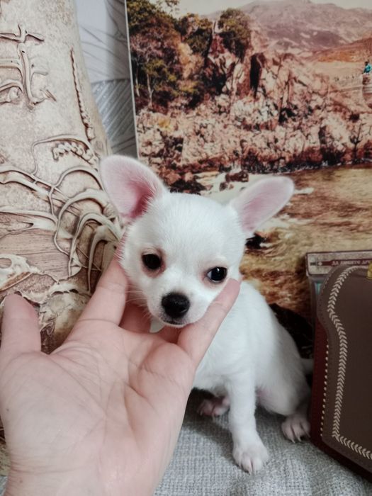 В продаже Чихуашки.